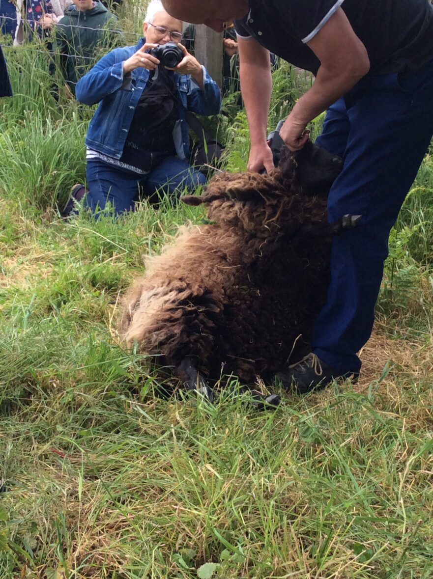 La tonte des moutons.